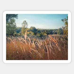 foxtail reed swaying in the wind Sticker